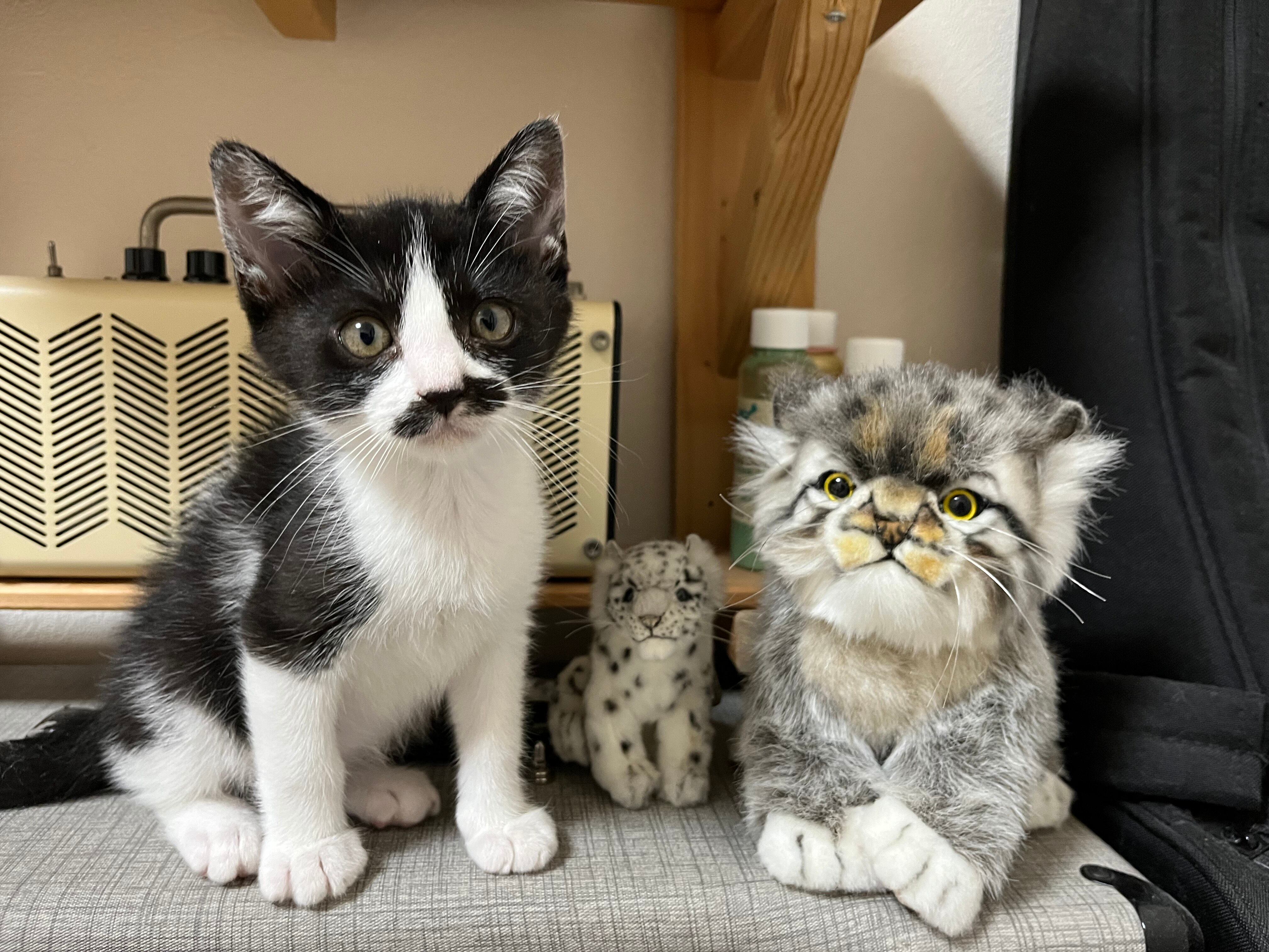 白黒猫の魅力をそのままに。3匹の猫ちゃんをデザインしたオーダー