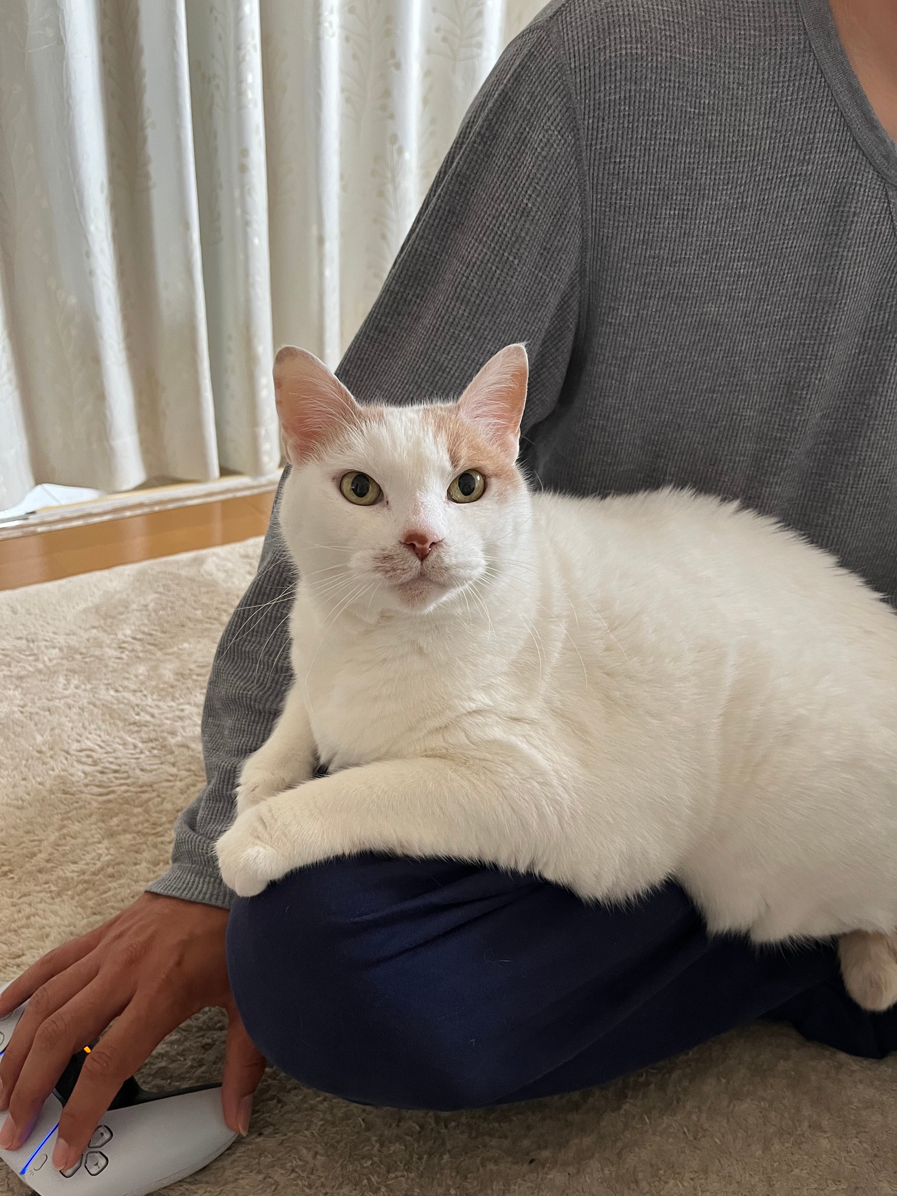 白黒猫の魅力をそのままに。3匹の猫ちゃんをデザインしたオーダー