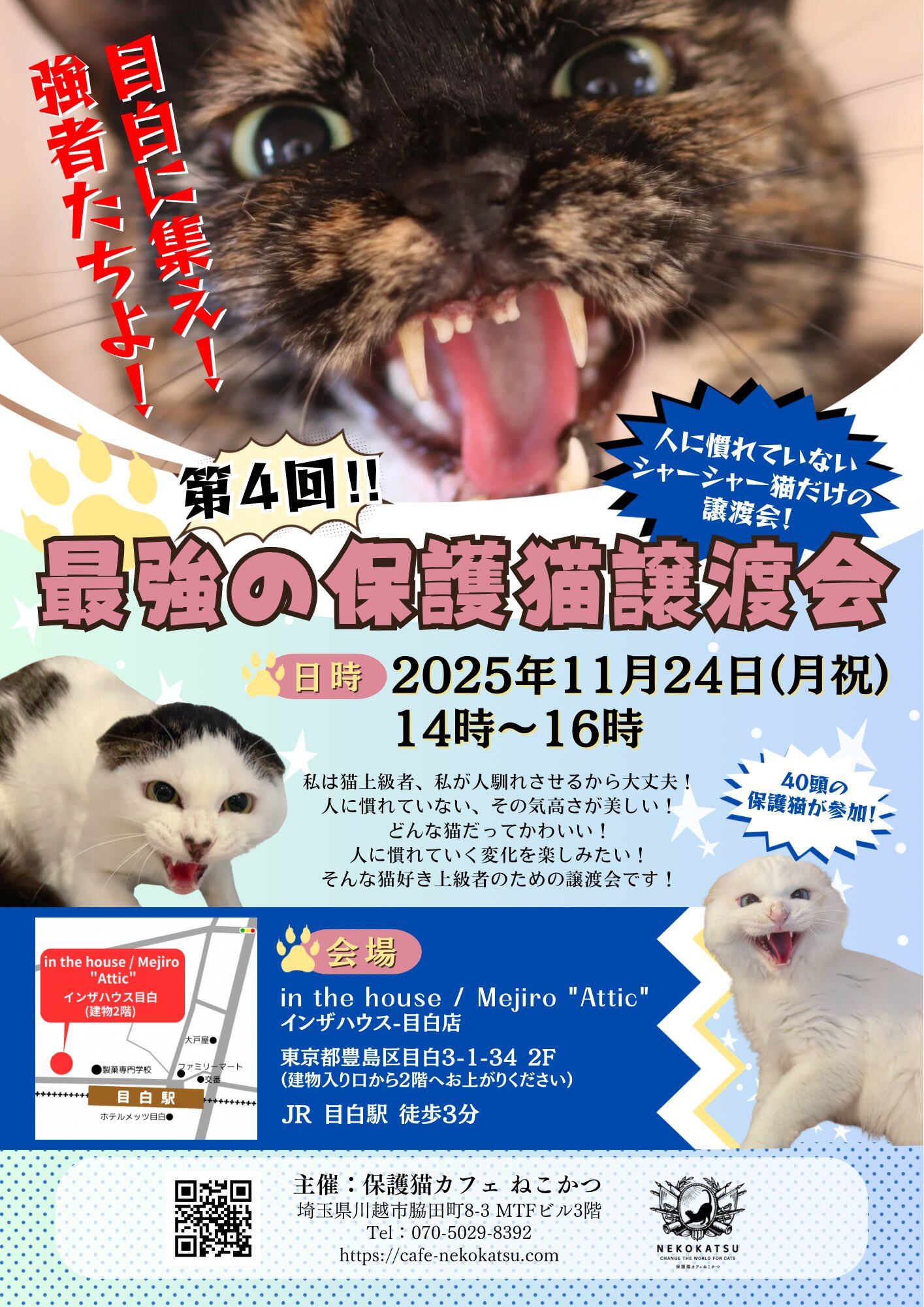 FNNプライムオンラインさまに取材して頂きました♪ | 保護猫カフェねこかつ