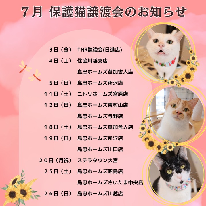 みんなの動物園」にねこかつっ子の「にゃーにゃー」ちゃん（白ちゃん