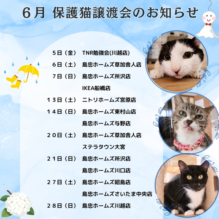 みんなの動物園」にねこかつっ子の「にゃーにゃー」ちゃん（白ちゃん