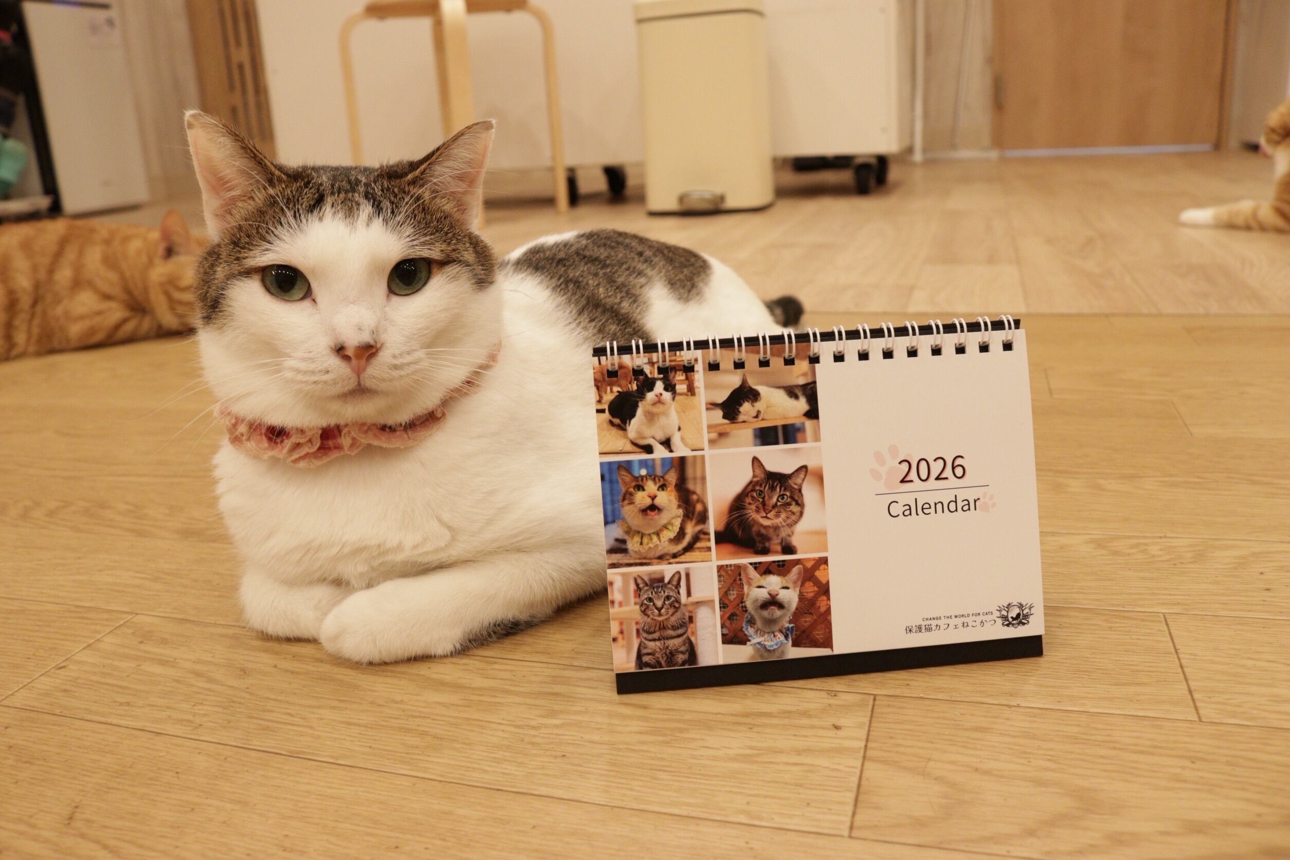 2026年ねこかつチャリティーカレンダー！今年も販売開始しました