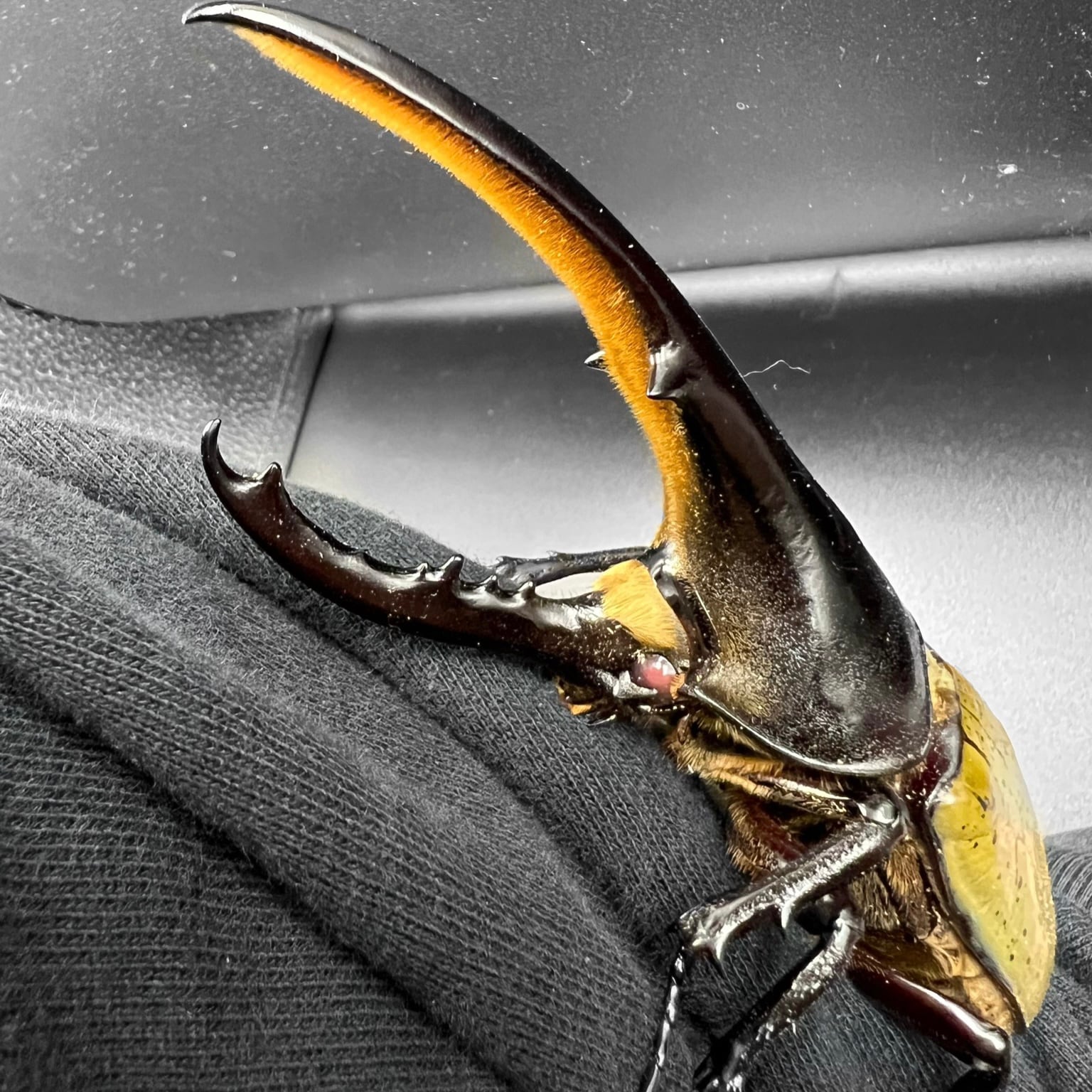 レッドアイ🟥ヘラクレス | ヘラクレス福岡