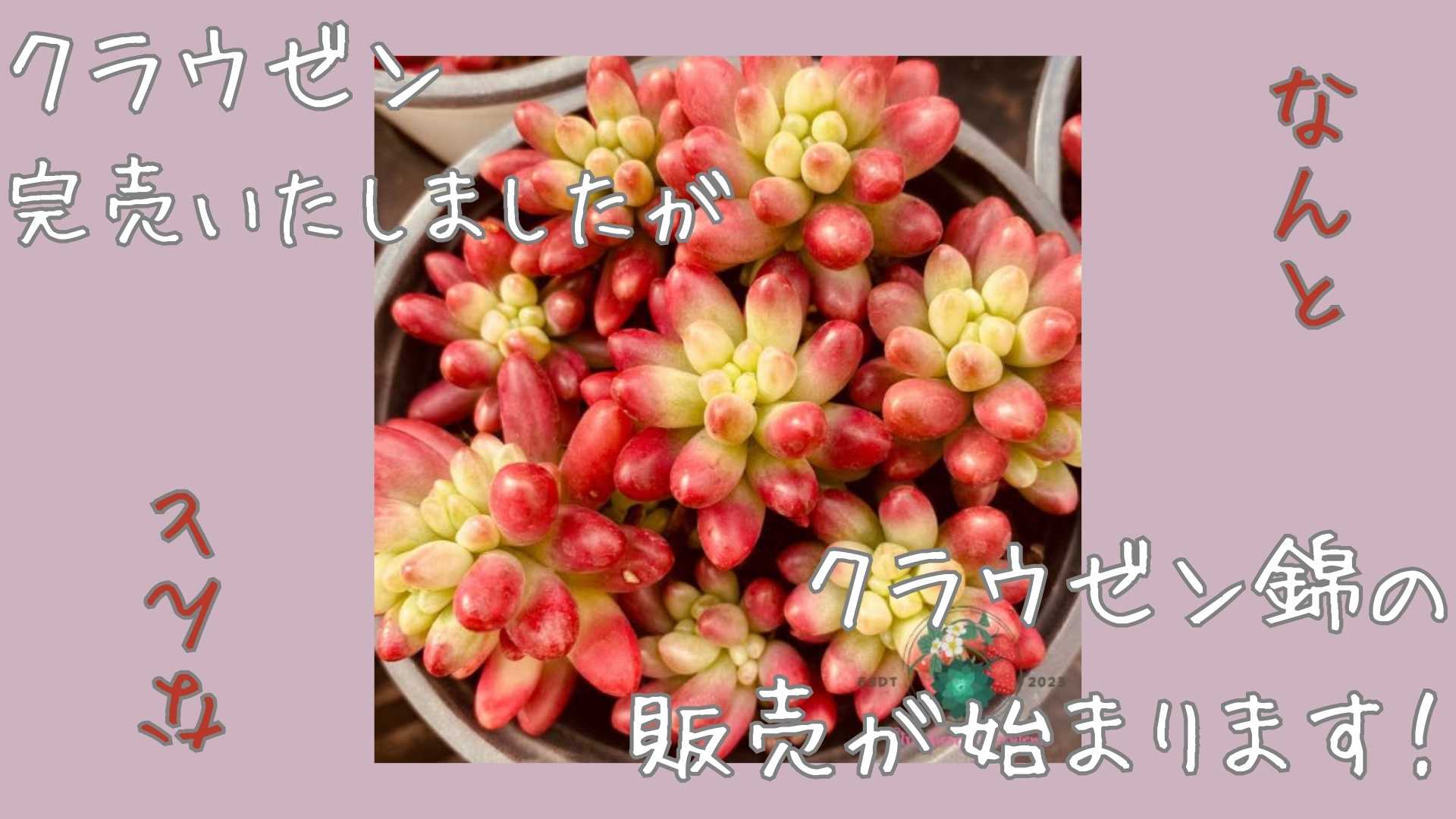 錦」祭りです！ | StrawberrySucculents・苺の多肉たち