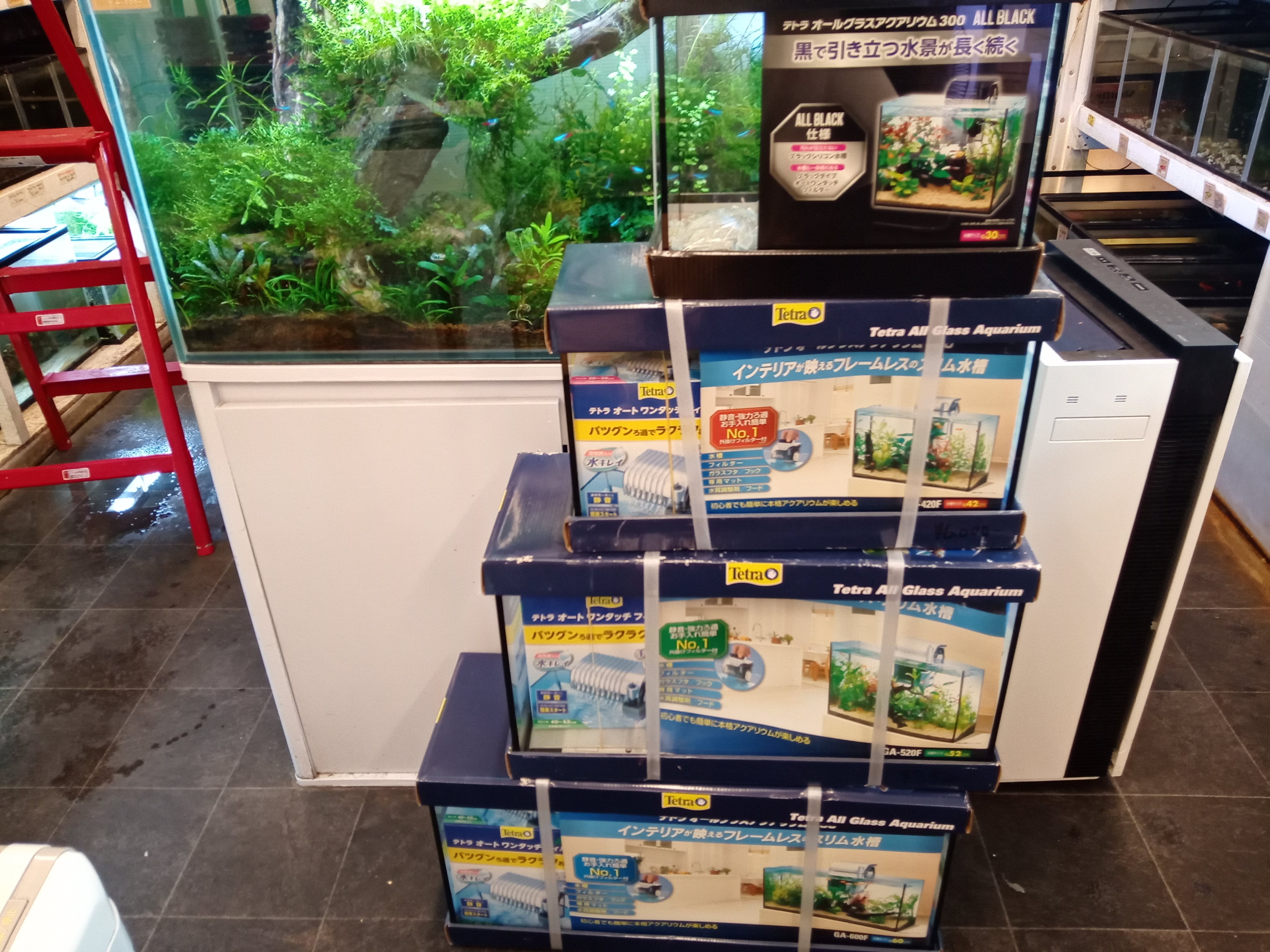 静岡の熱帯魚屋さんミクロのオールガラス水槽セット。 | アクアリウム