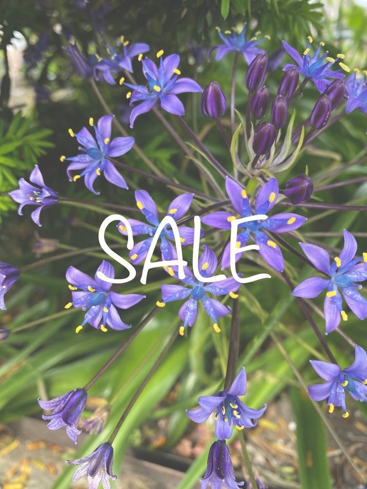 4月いっぱいSALE中🚩
