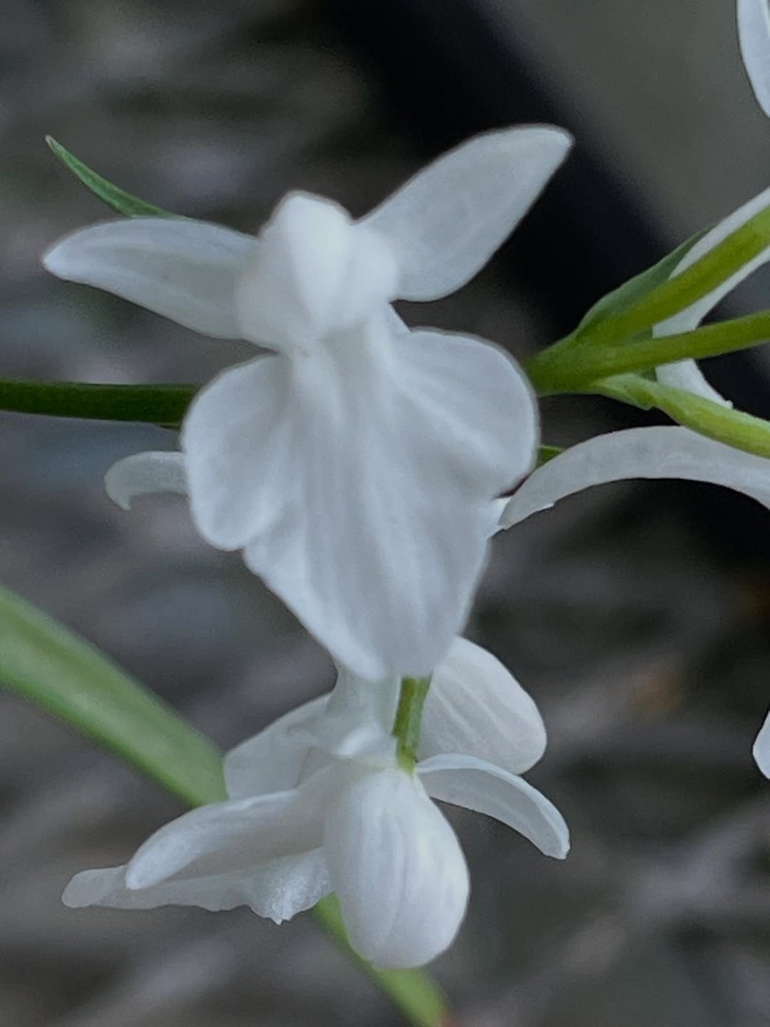 ウチョウラン 白鷹の舞 | sansouen