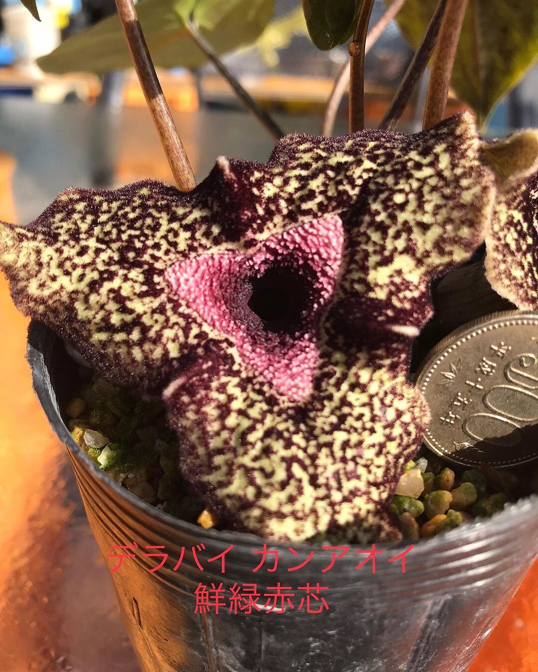 最安値 デラバイカンアオイ sansouen | 緑弁赤芯花 鉢花