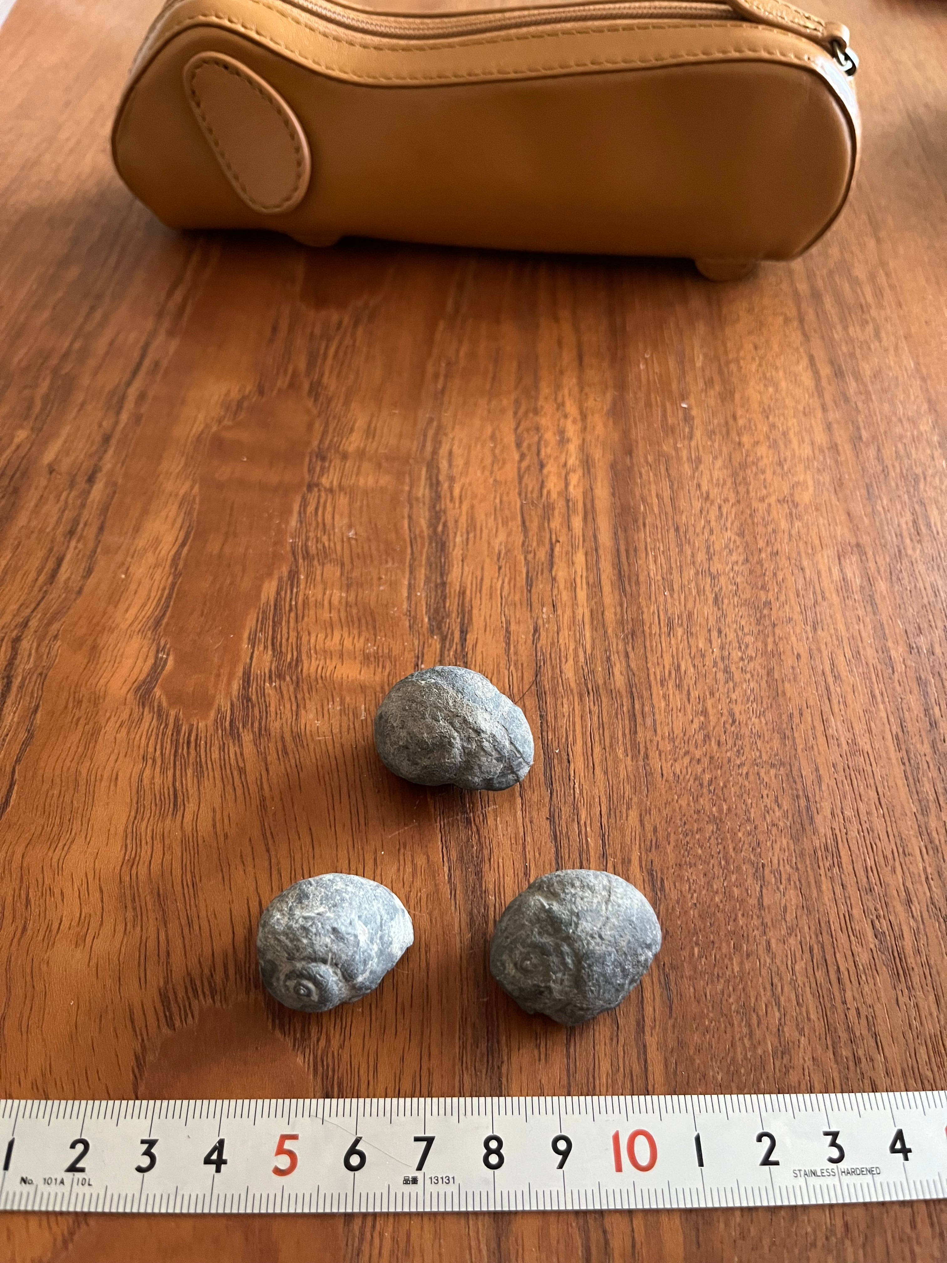北海道の化石】メタプラセンチセラス 遠別産 | YMS STONE SHOP