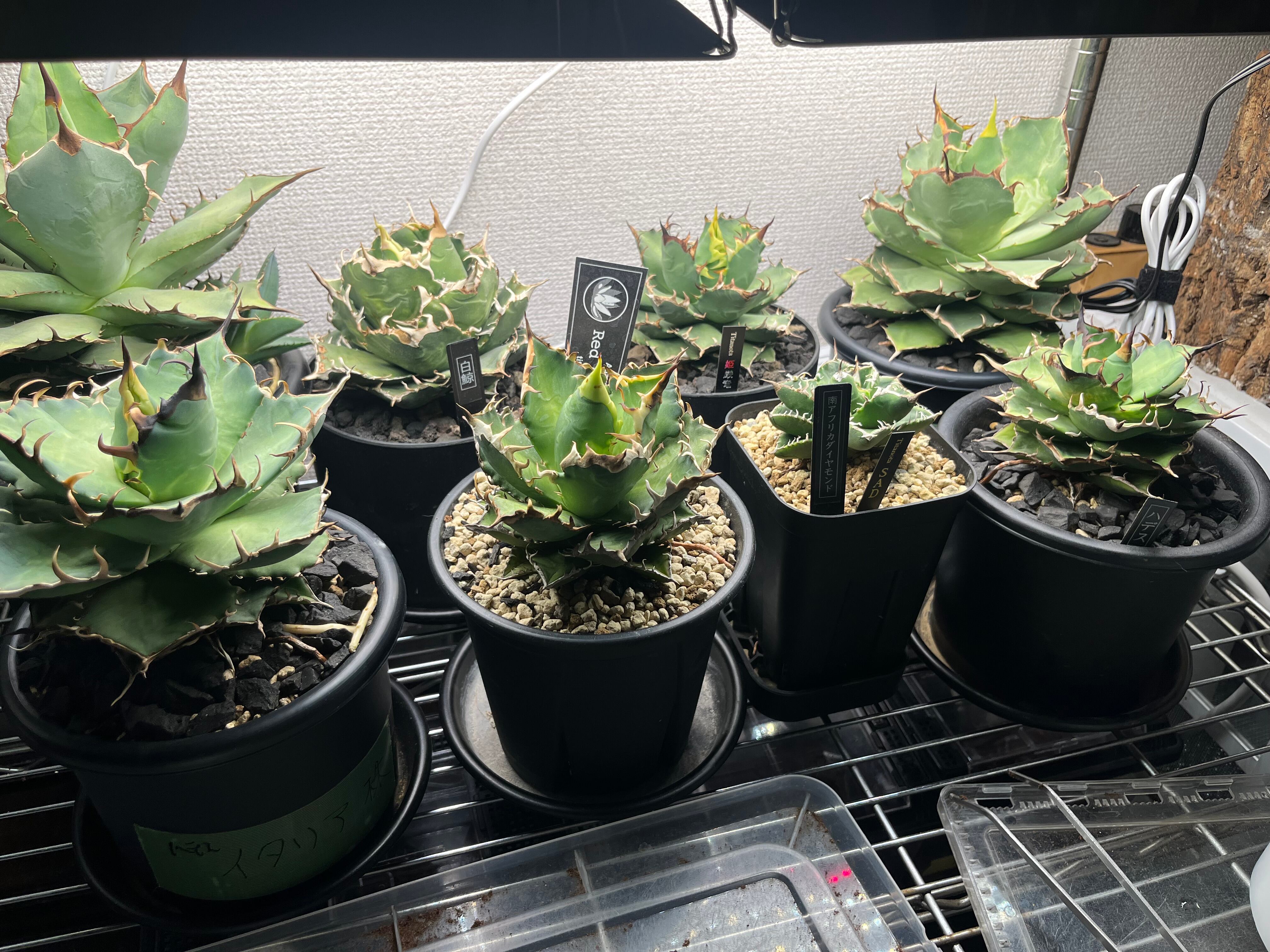 極美個体】モンハナシャコ 蟹カニガニ甲殻類エビ蝦蛄タランチュラワ