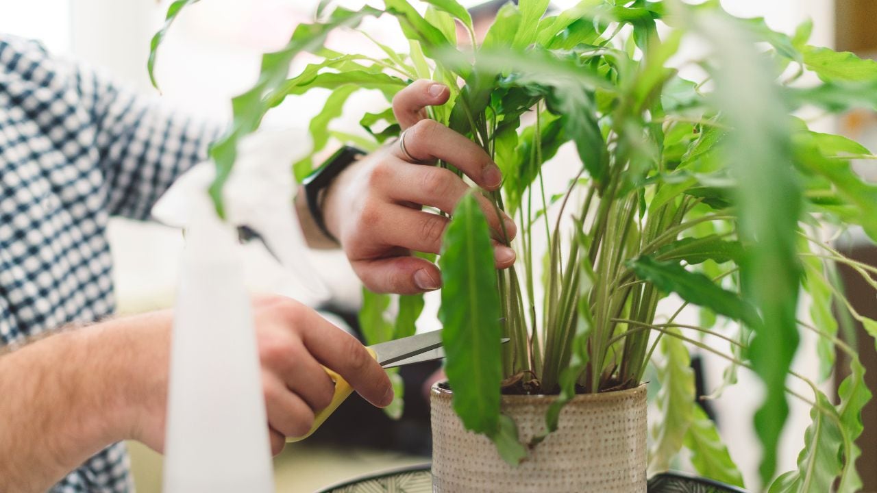 マリーアントワネット | Botanical Market KARACO