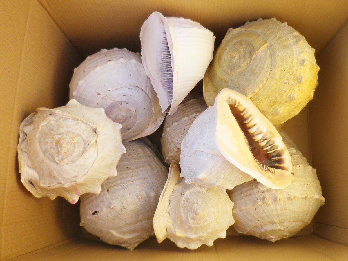 カメオの保存について…カメオの保湿の必要性とは？ | Cameo Erynceleblas