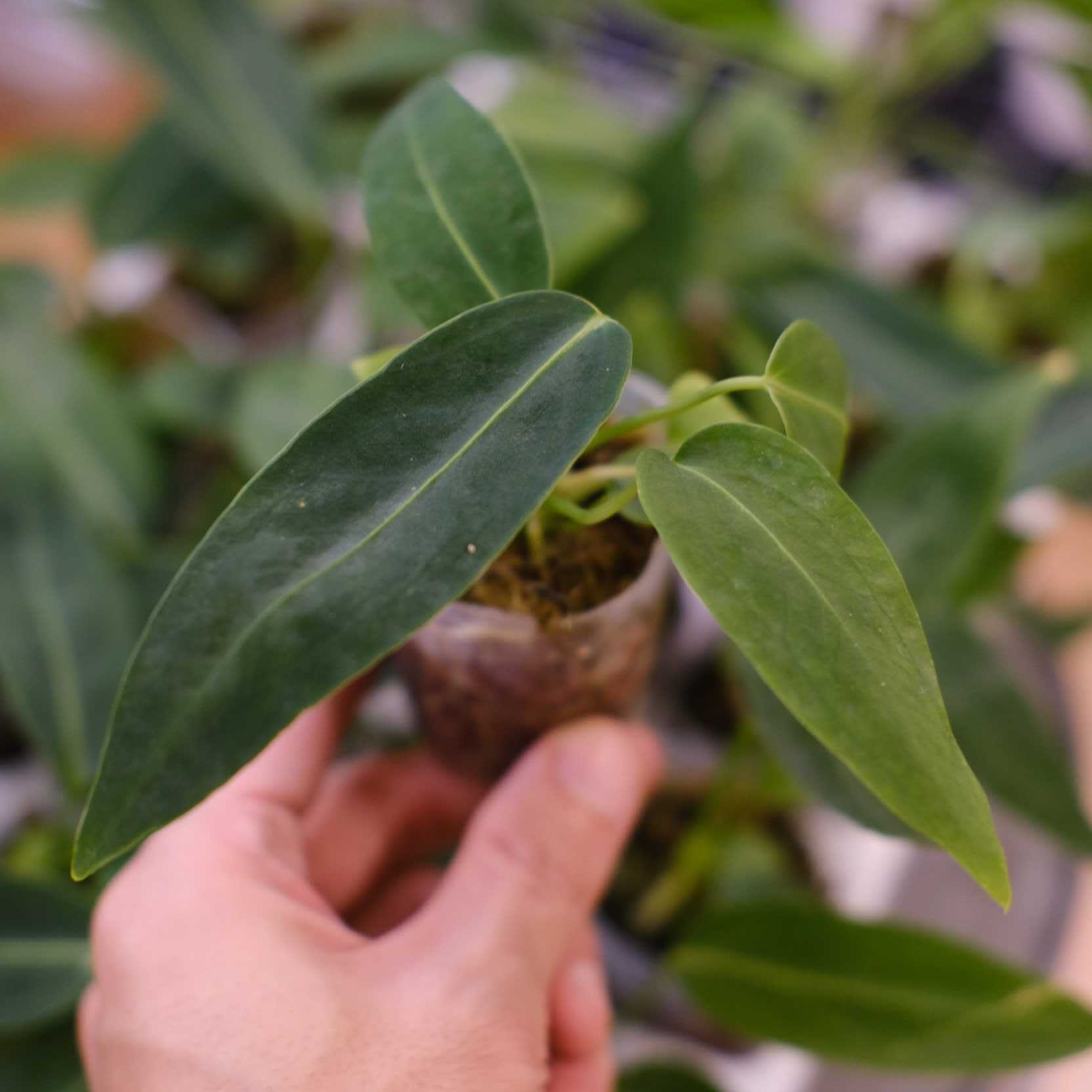 海外限定スパイク販売 今話題のアンスリウム・ワロクアーナム！育て方・植え替え・湿度 その他観葉植物