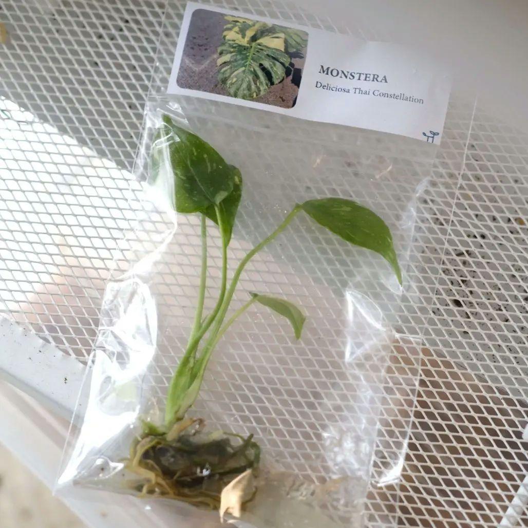 観葉植物の 観葉植物の
