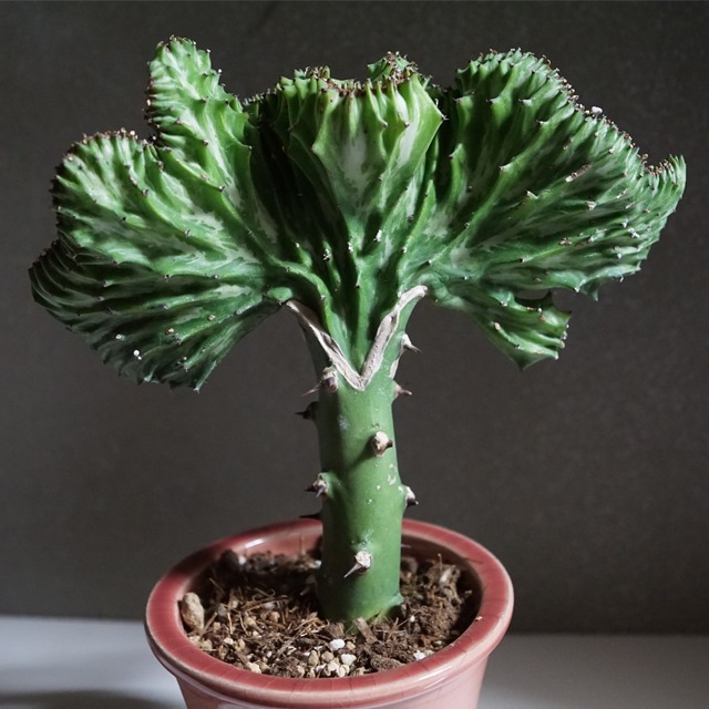 自己主張強すぎ シルエットだけでなく名前もユニークなユーフォルビア マハラジャ W Plants 自己主張強すぎ シルエットだけでなく名前もユニークなユーフォルビア マハラジャ W Plants
