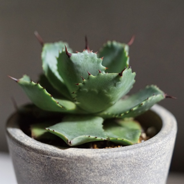 花を咲かすのは数十年に一度 神の花 と言われるアガベ 雷神 W Plants
