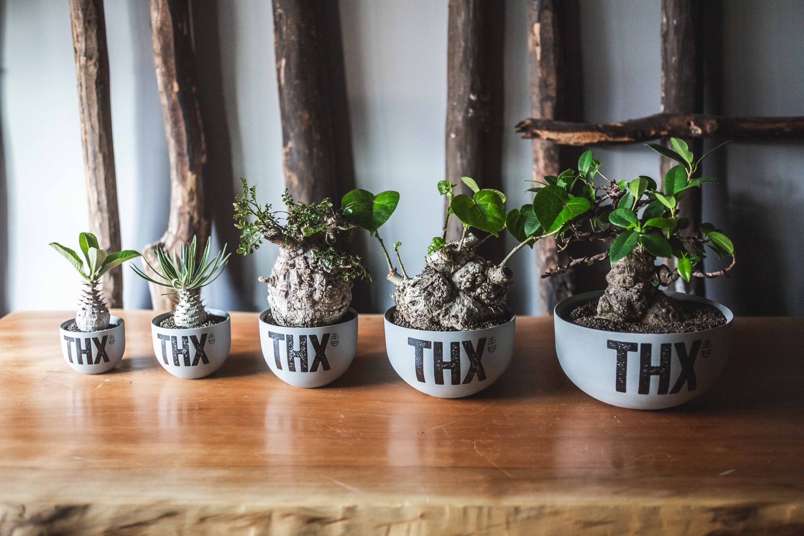 限定品！VALIEM aobouzu 別注THX Mサイズ VALIEM GHOST 青坊主別注THX