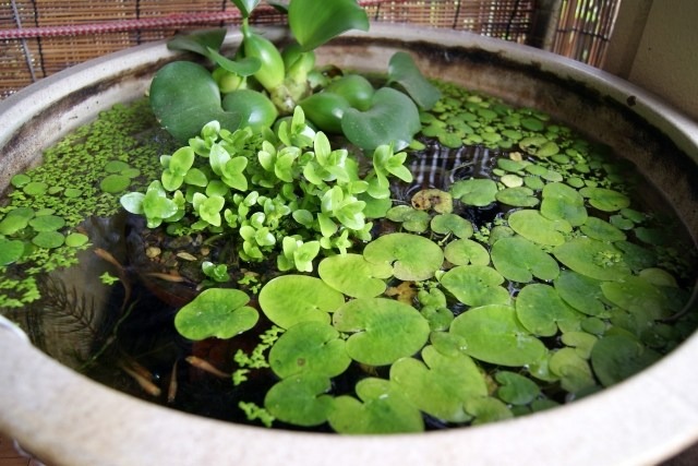 ビオトープ 水生植物を上手に育てる 盆水