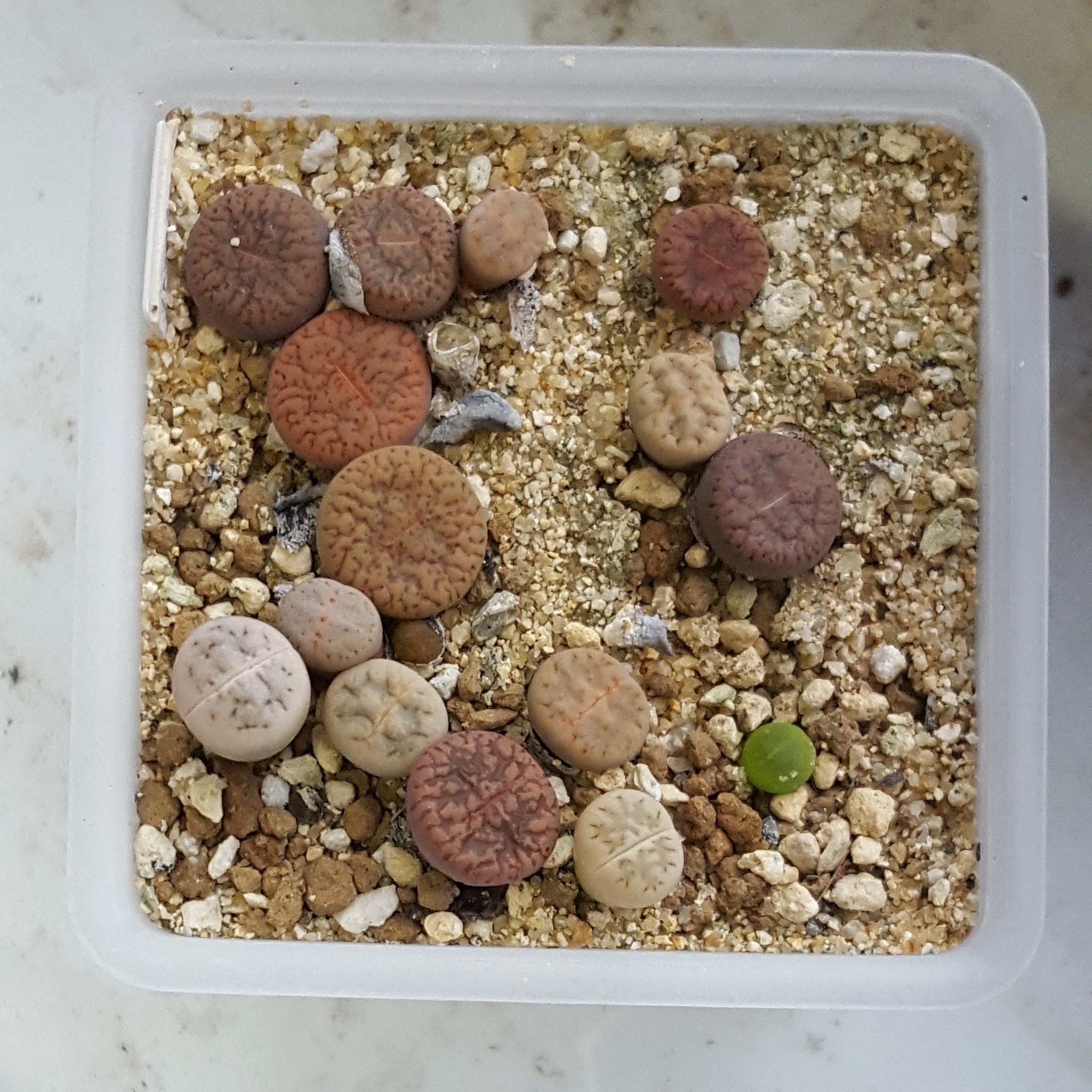 ペットボトルを再利用 リトープスの種まきその15 リトープスぷりん ペットボトルを再利用 リトープスの種まきその15 リトープスぷりん