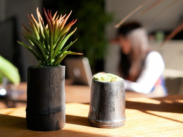 水やり不要 玄関やデスクにおしゃれな観葉植物 70seeds Store