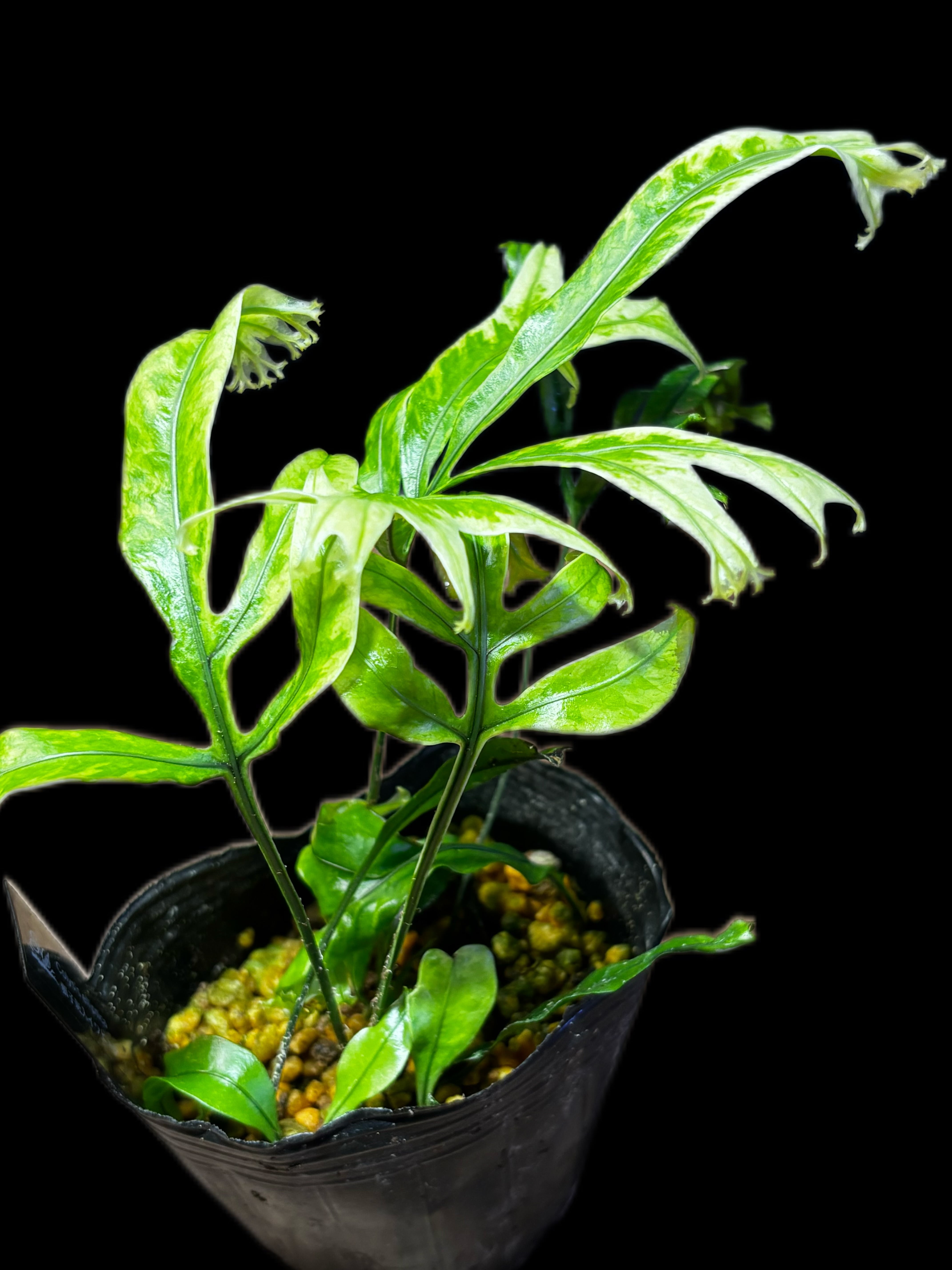 風変わりなシダ植物ピックアップ】 | SCALE_VIVARIUM | 蝉ノナキガラ