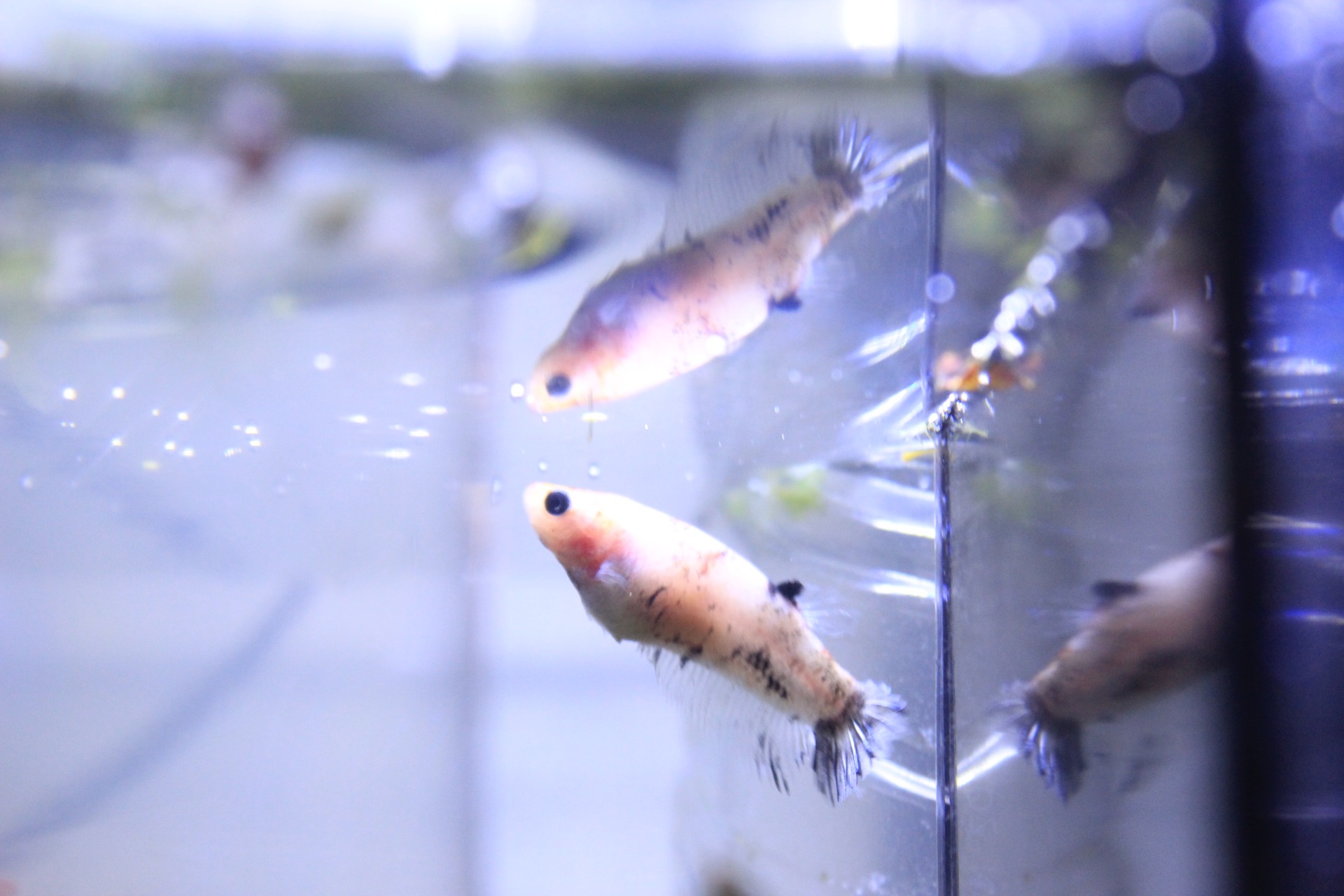 ベタの色変わり ファンシーカラー アクアアマチュアショップaquafarm