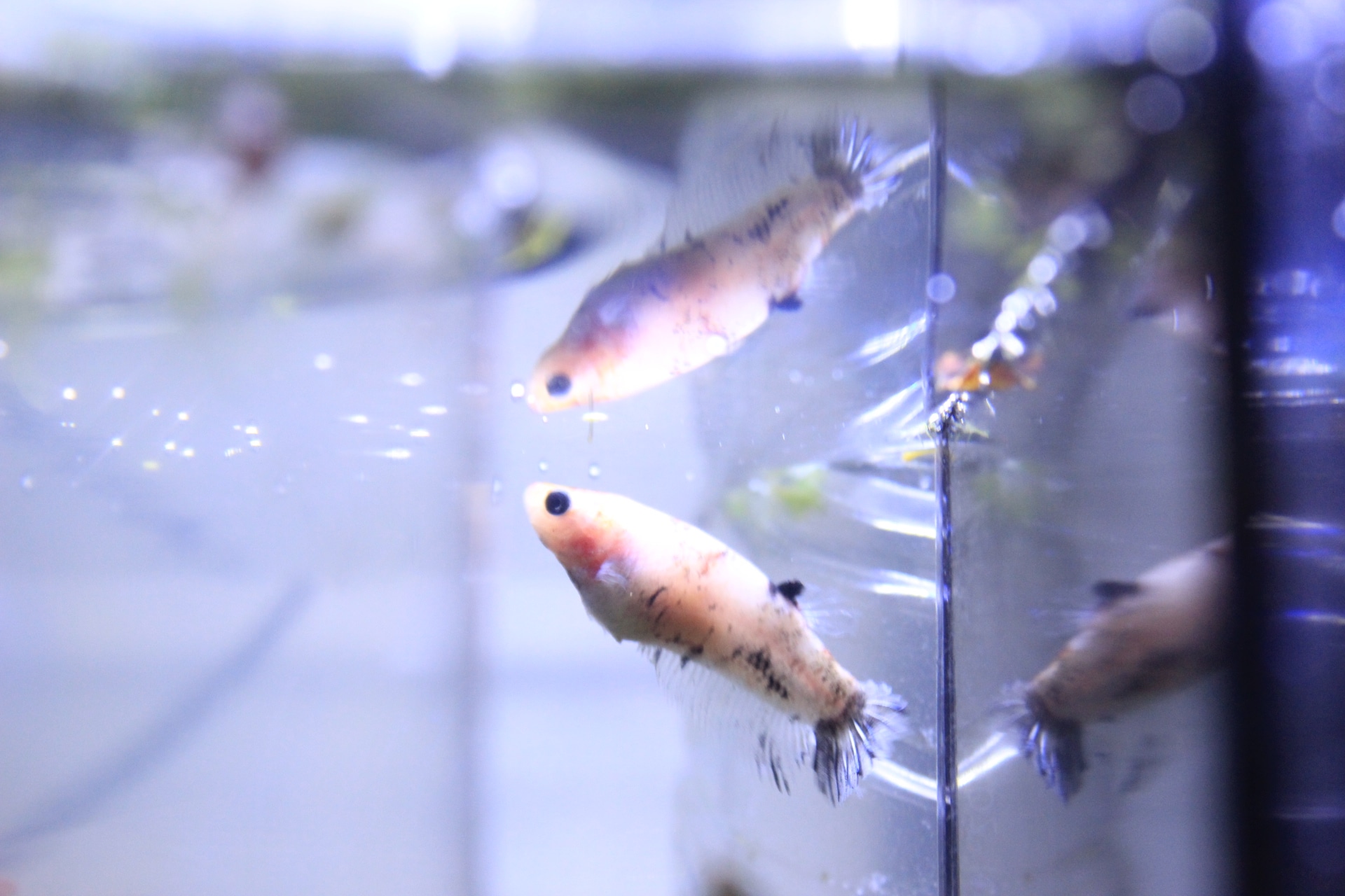 ベタの色変わり ファンシーカラー アクアアマチュアショップaquafarm ベタの色変わり ファンシーカラー アクアアマチュアショップaquafarm