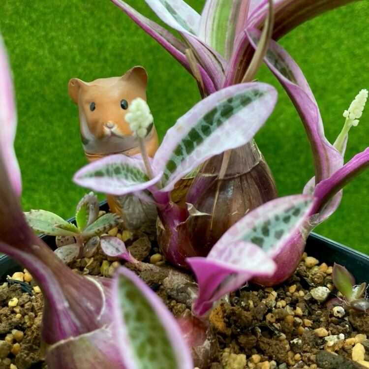 多肉植物 豆彦商店