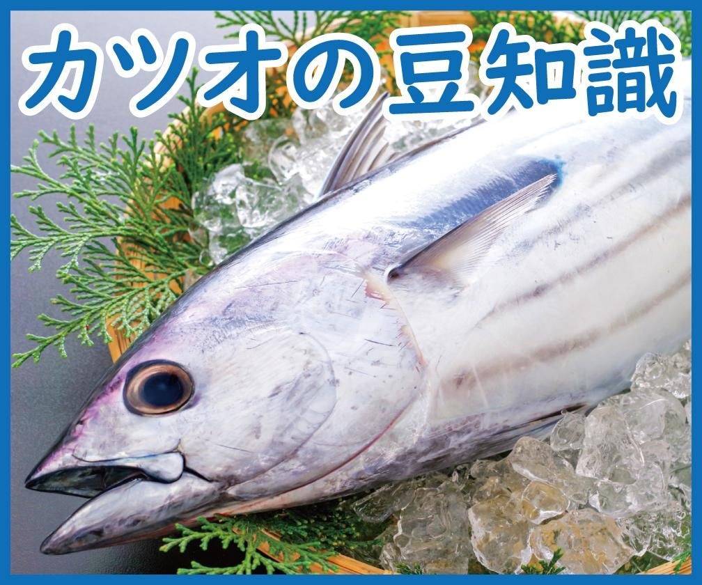 カツオの豆知識