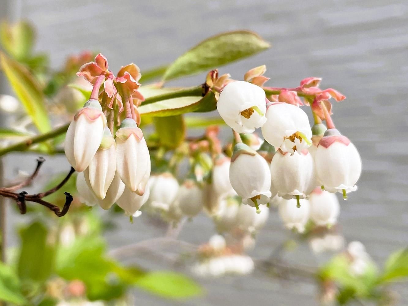 ブルーベリーの白い釣鐘型の花が枝に並んで咲いている様子