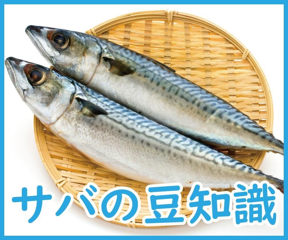 サバの豆知識