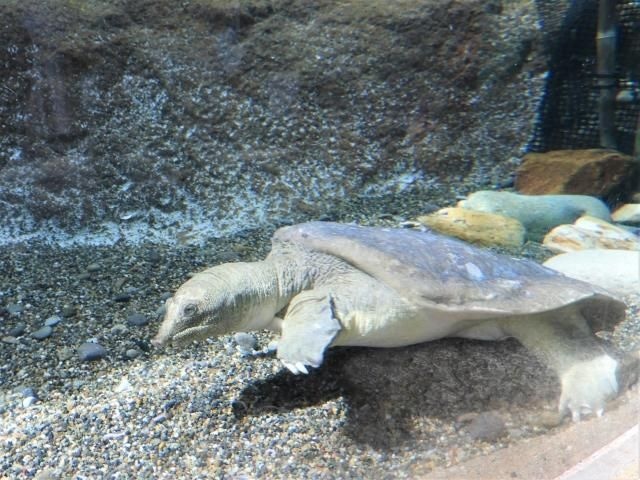 すっぽんが水辺にいるイメージ