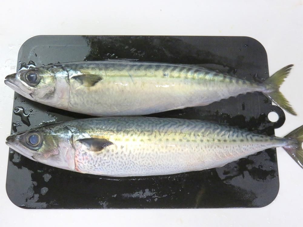 マサバとゴマサバの見分け方：お腹の模様を比較した様子