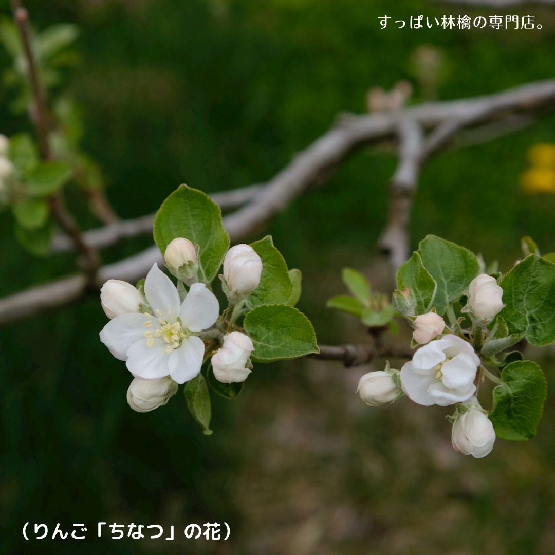 りんごの花シリーズ ちなつ すっぱい林檎の専門店