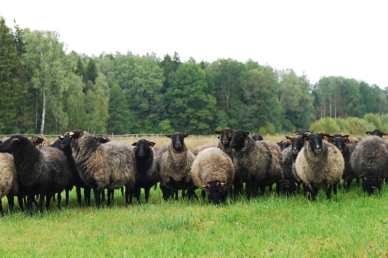 ヤノフ村の絵織物について | MIGO LABO