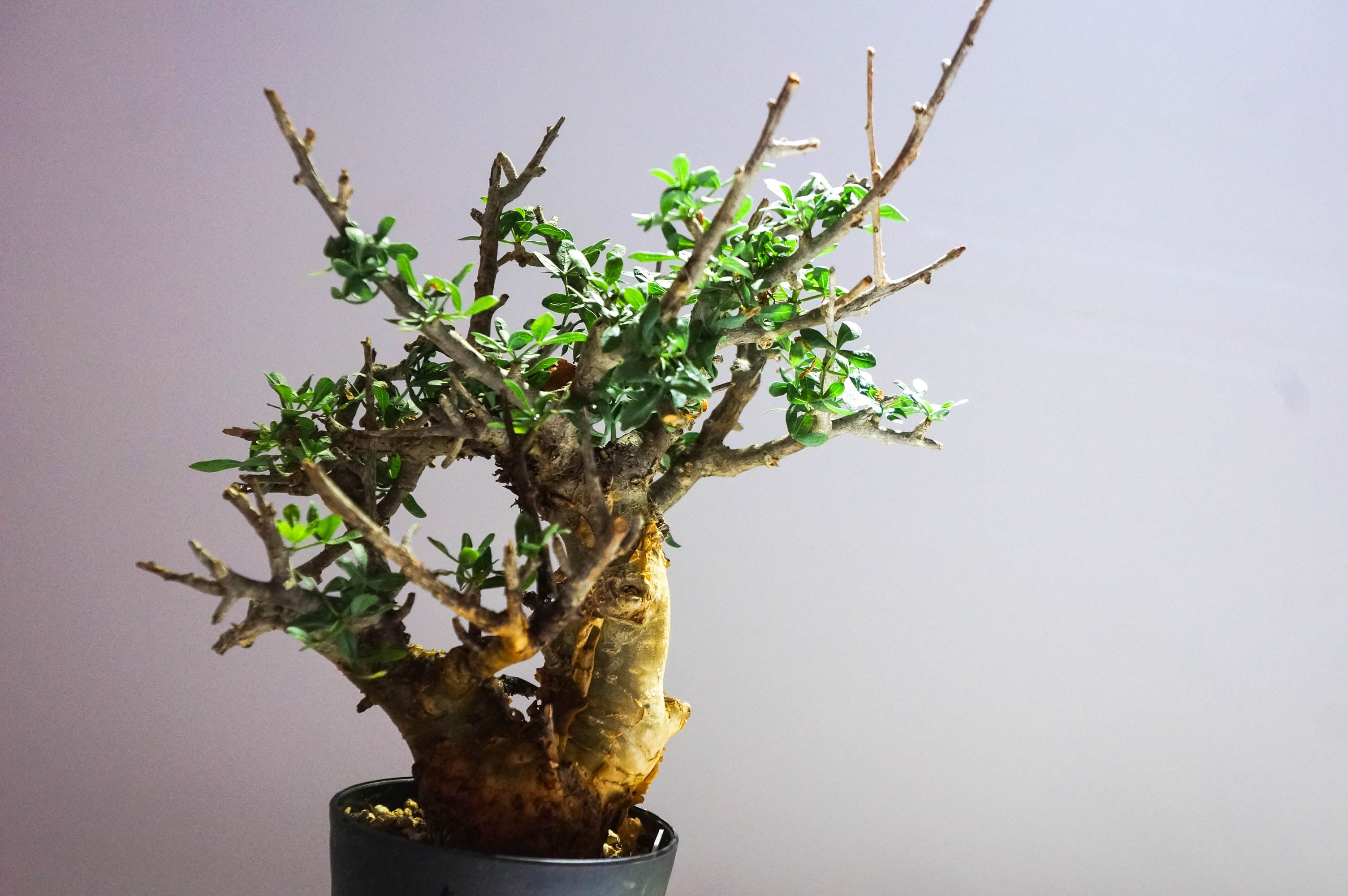 コミフォラ・フォリアセア 発根済み鉢付き 現地株 コミフォラ