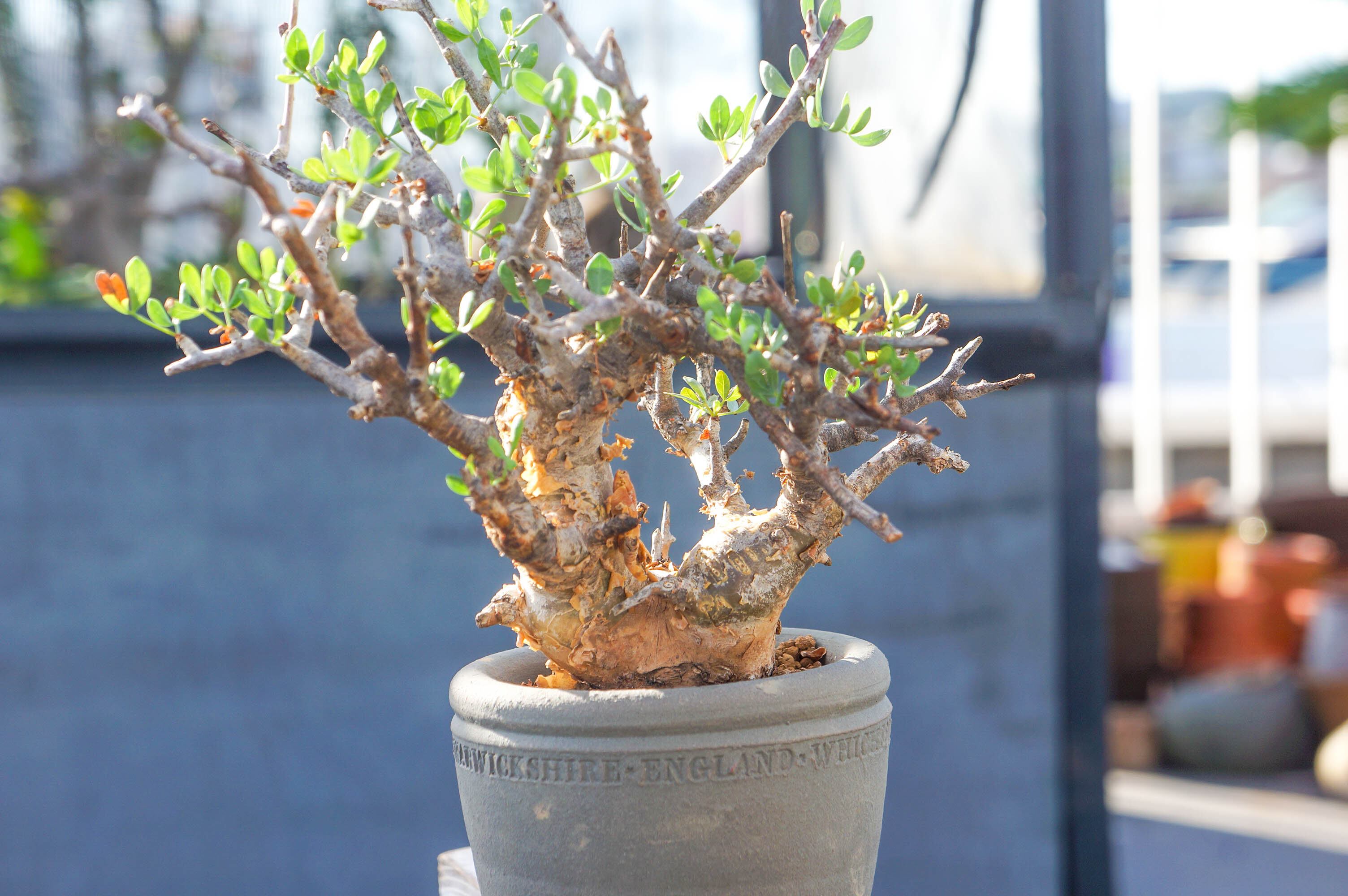 園藝撮家 田口勇一郎 | ❇︎ foliacea × 紙上征江 #plants