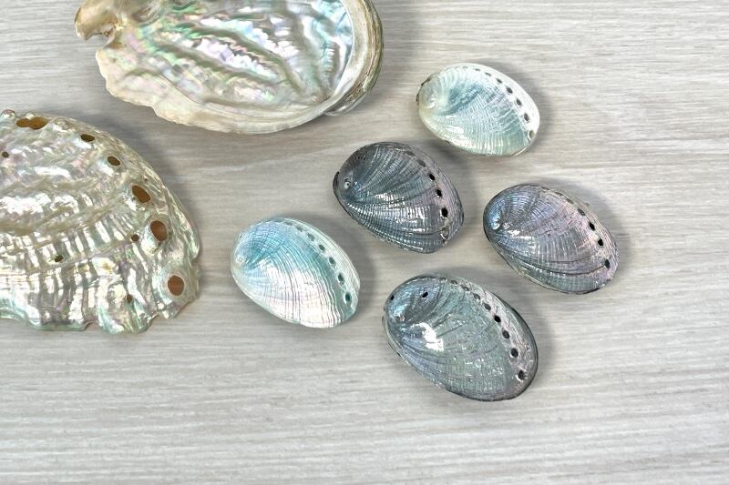 正解付き】クイズ！この貝、なんの貝？？ | 天然貝のキラキラ螺鈿