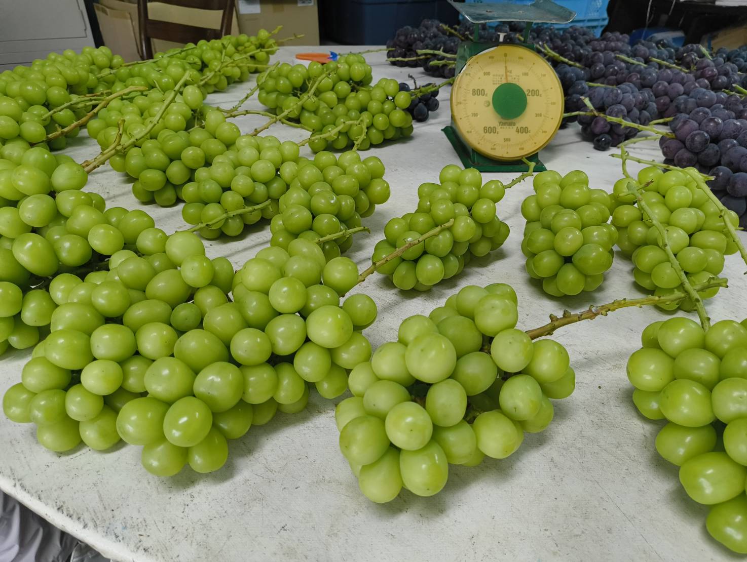 🍇 シャインマスカット発送受付再開のお知らせ | 山梨県甲州市勝沼町