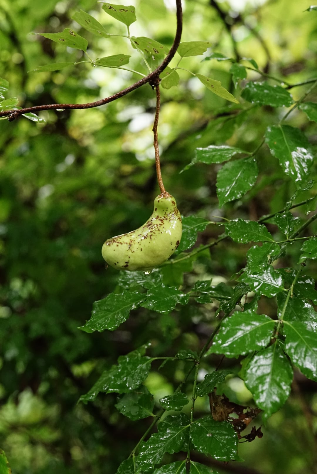 材料採集体験 (アケビの蔓) / 渡部萌 Moe Watanabe | MATOYA