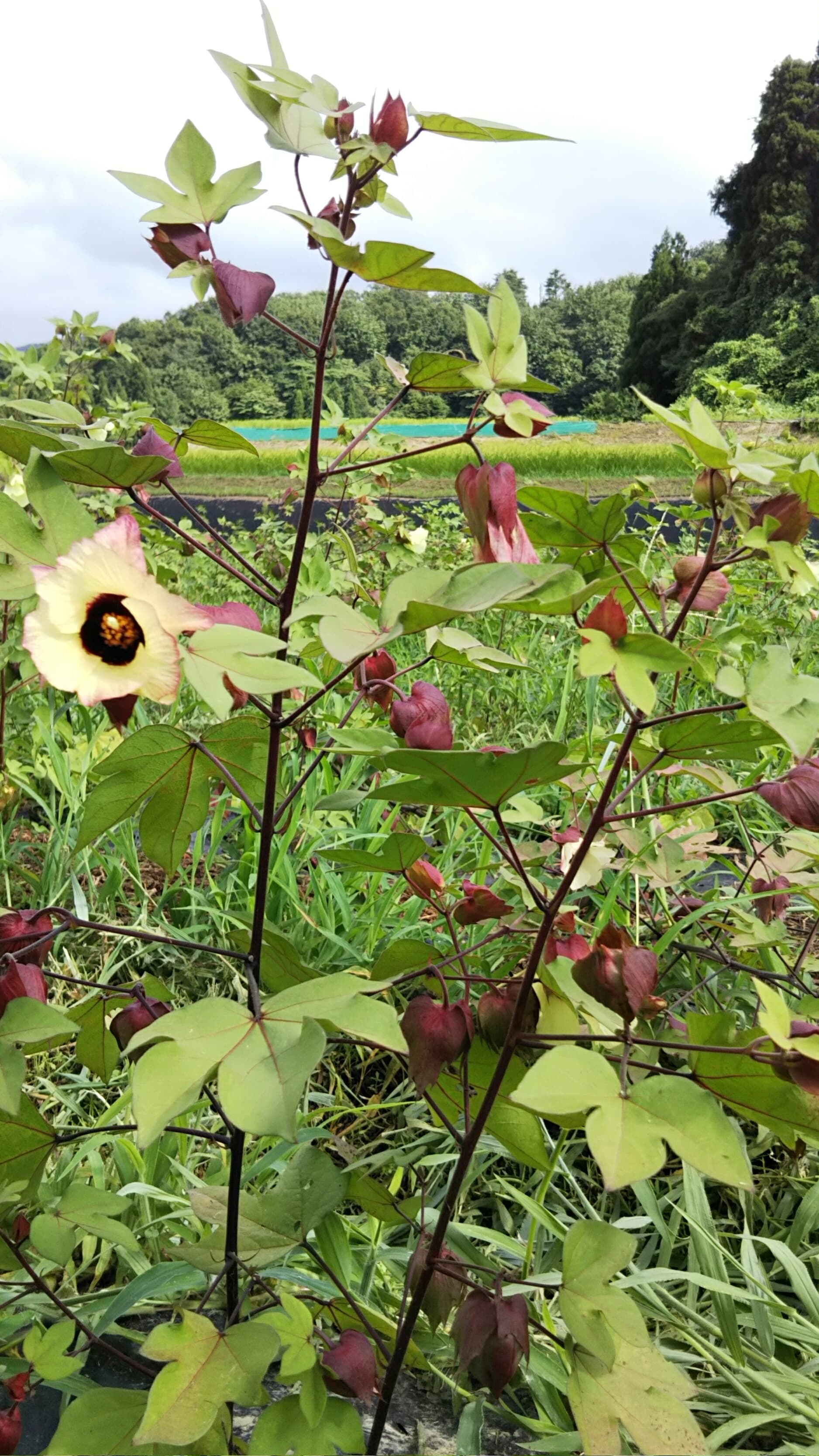 綿の花みごろを迎えています わたはじめ公式ネットショップ