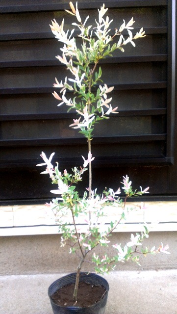 イヌコリヤナギ 白露錦 ハクロニシキ 新芽が淡桃色と白斑に染まる 美しくて育て易い庭木 神多野園芸