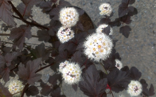 アメリカテマリシモツケ ディアボロ 黒に近い暗紫色や白い手毬の様な花が綺麗な低木カラーリーフ 神多野園芸