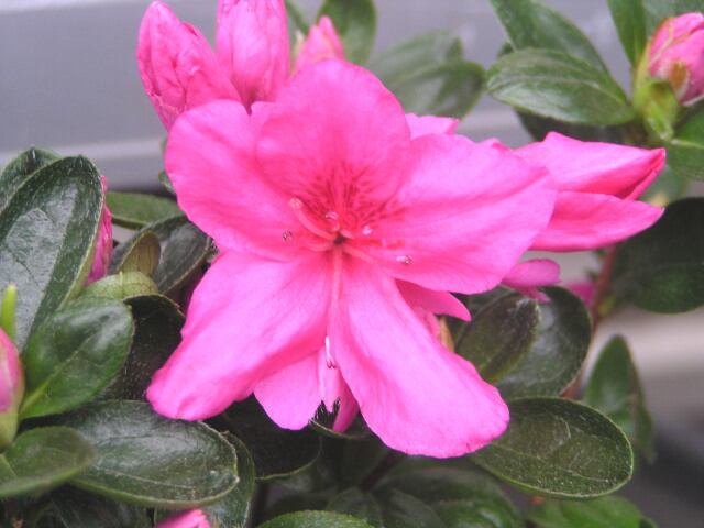 2016/12/18出荷分 『10本詰め合わせ【ツツジ】15cmポット』の御紹介