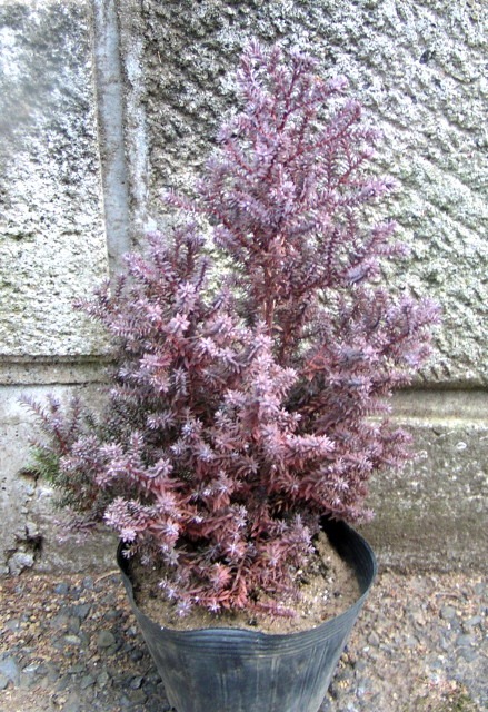 ヌマヒノキ レッドスター パープルフェザー 冬に美しい赤紫色に染まる 綺麗な樹形のコニファー 神多野園芸