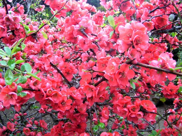 ボケ 木瓜 美しく花付きの良い花と 香りの良い果実が特徴の 昔から親しまれてきた花木 神多野園芸