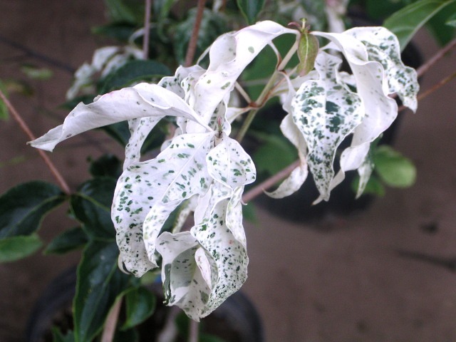 新芽はまるで白い花 斑入りヤマボウシ 七変化 追記あり 神多野園芸
