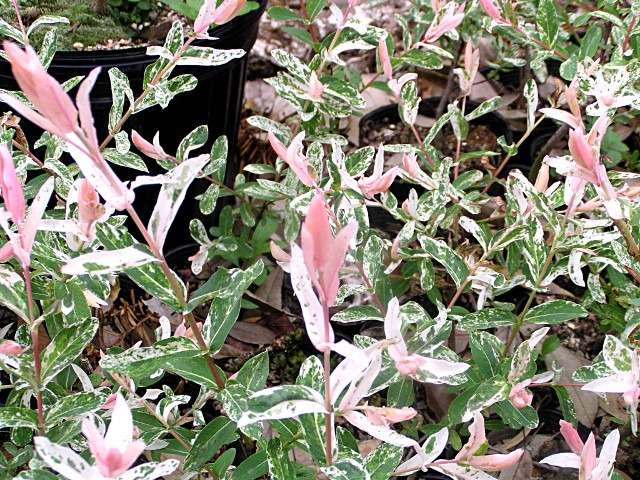 イヌコリヤナギ 白露錦 ハクロニシキ 新芽が淡桃色と白斑に染まる 美しくて育て易い庭木 神多野園芸
