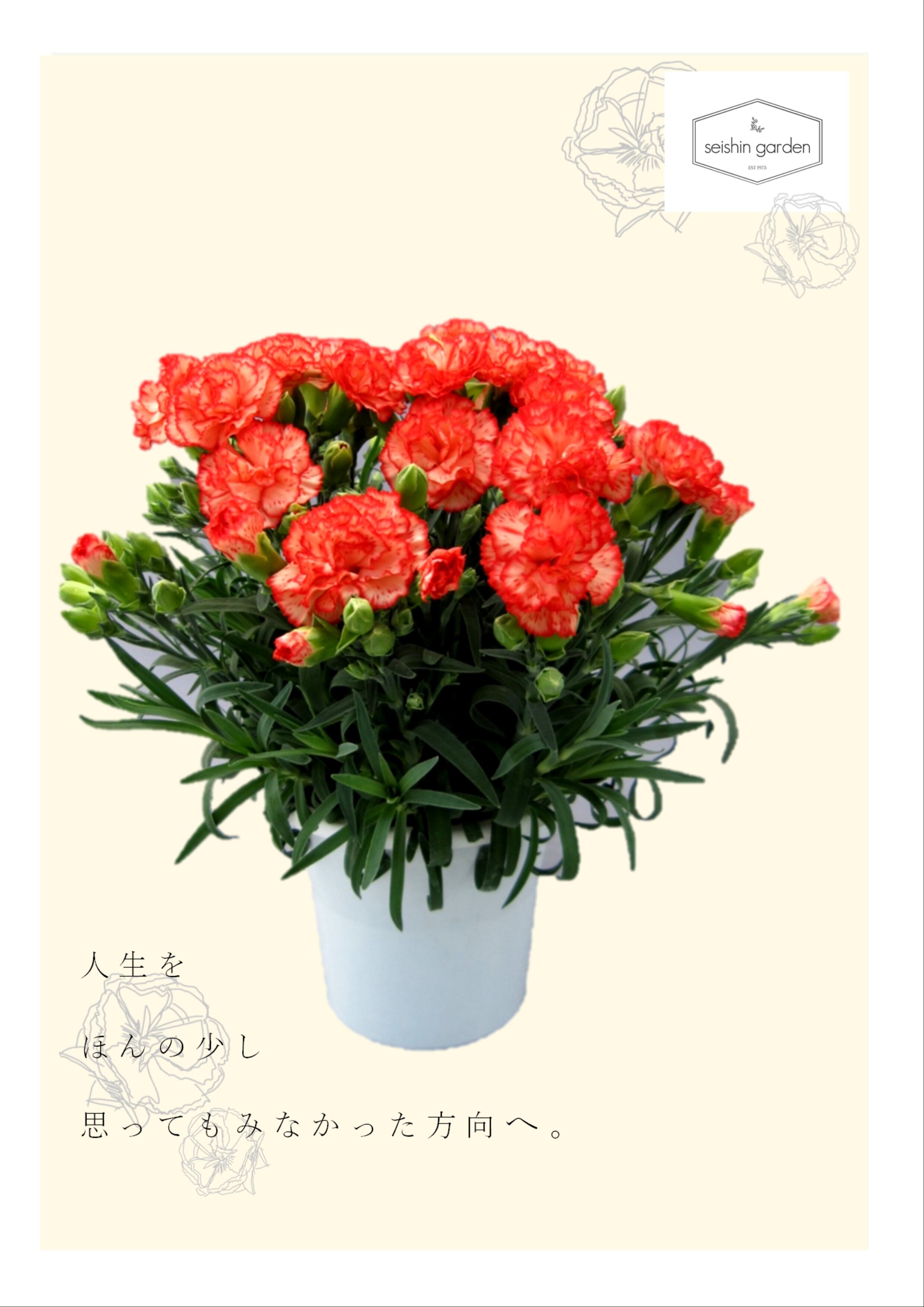 B2大 ポスター CARNATION CRIME　カーネーションクライム Amazon.co.jp: CARNATION CRIME: Music