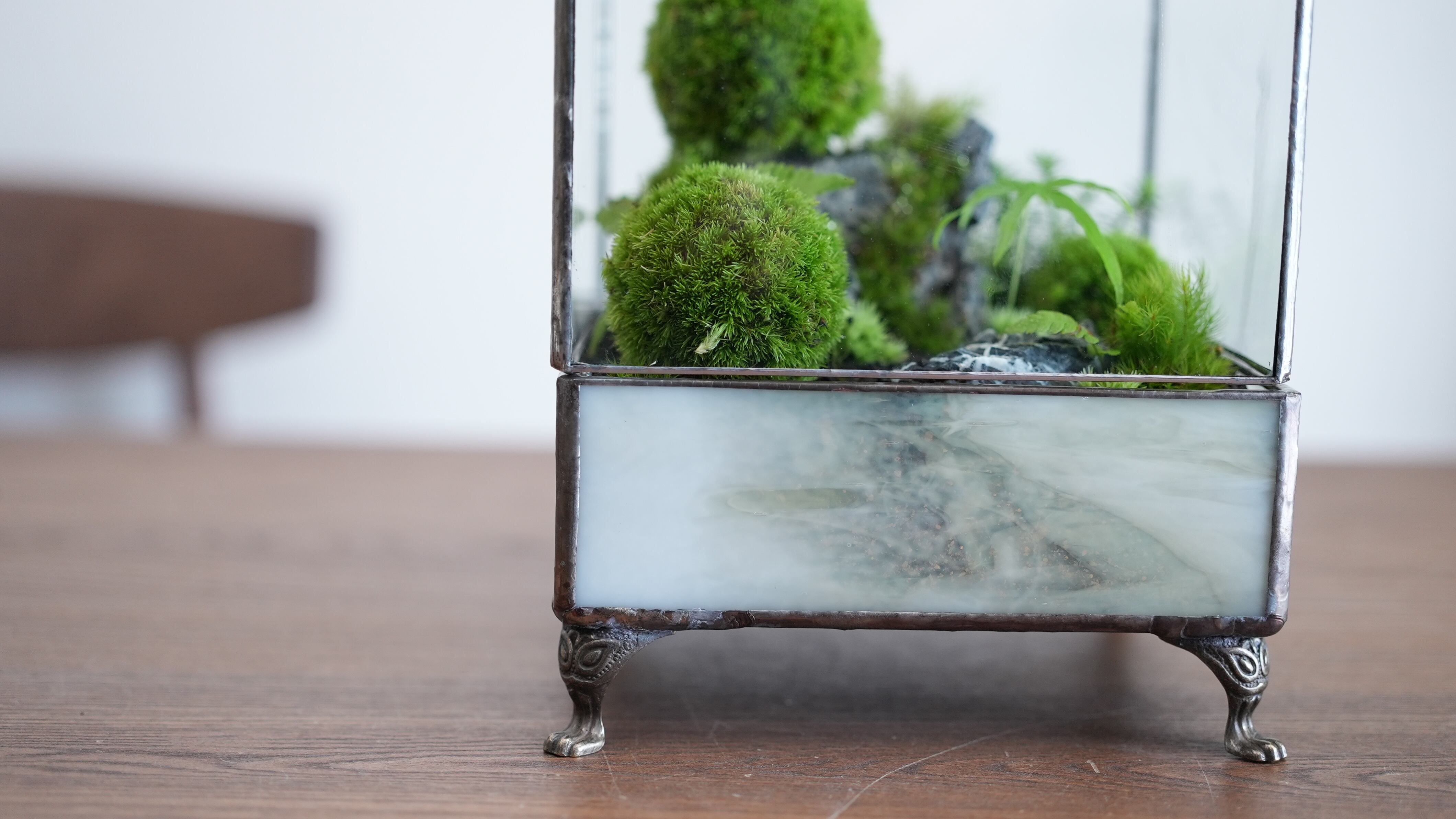 とっておきの植物を引き立てる 額縁のようなワーディアンケース｜IKUIT